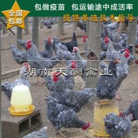 蘆花雞 蘆花雞苗 蘆花雞雞苗